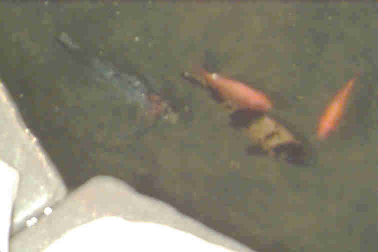 fat pussy asian fucking fish in the pond dating